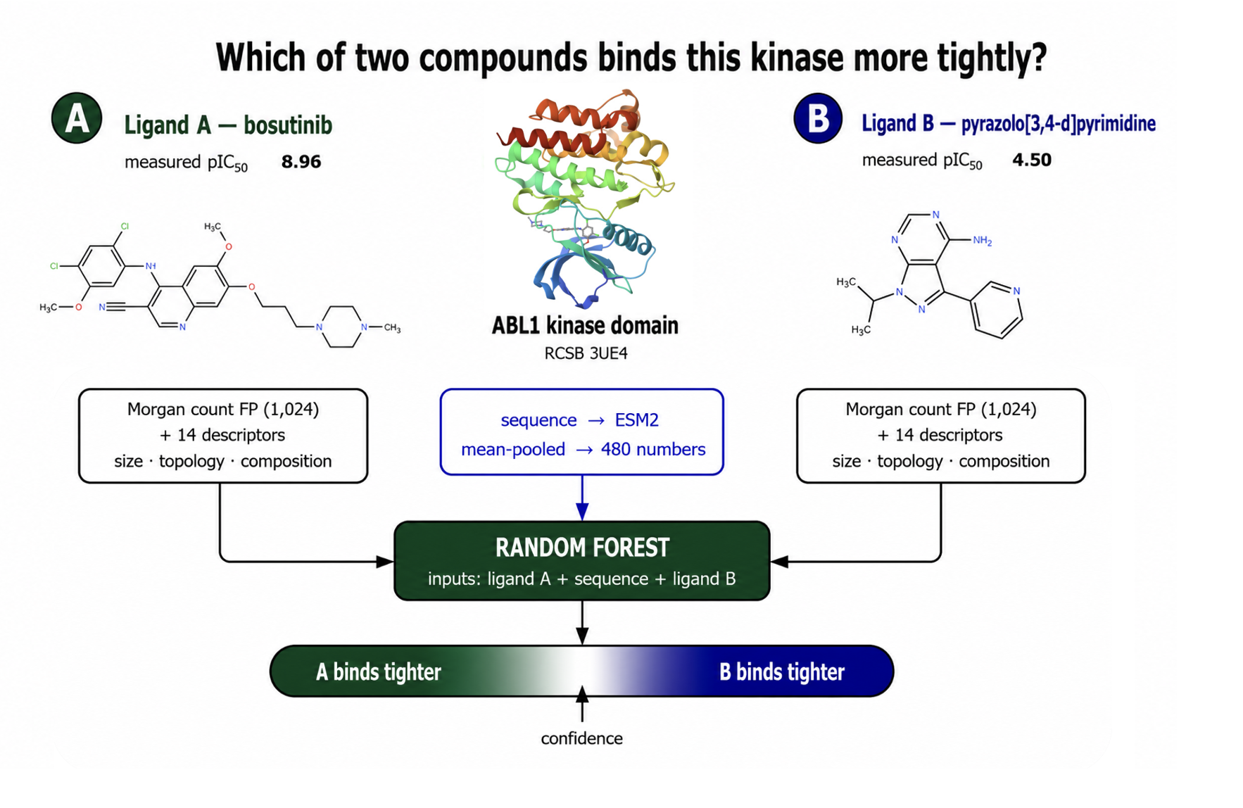 The potency model: ligand A, one kinase sequence and ligand B enter a single random forest in that fixed order. Each ligand becomes a 1,024-bit Morgan count fingerprint plus 14 descriptors; the sequence becomes 480 ESM2 numbers. The forest returns the probability that ligand A is the more potent of the two, shown on a confidence bar running from A is more potent to B is more potent. The worked case is bosutinib, measured pIC50 8.96, against a pyrazolo[3,4-d]pyrimidine at 4.50 on the ABL1 kinase domain, RCSB 3UE4.
