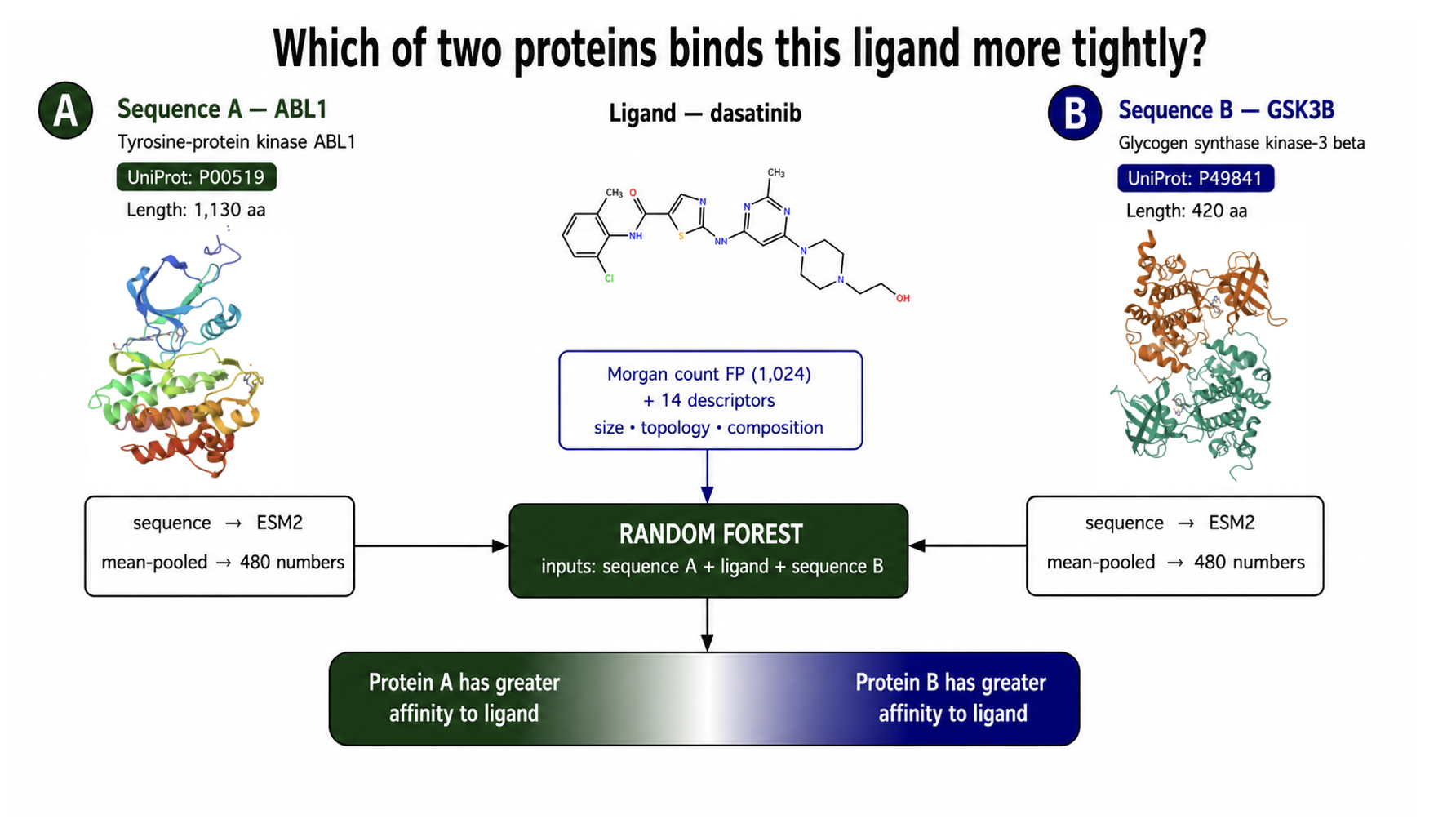 The selectivity model: sequence A, one ligand and sequence B enter a single random forest in that fixed order. Each sequence becomes 480 ESM2 numbers and the ligand becomes a 1,024-bit Morgan count fingerprint plus 14 descriptors. The forest returns two probabilities that sum to 1, shown on a bar running from the ligand is more potent at protein A to the ligand is more potent at protein B. The worked case is dasatinib between ABL1 and GSK3B.